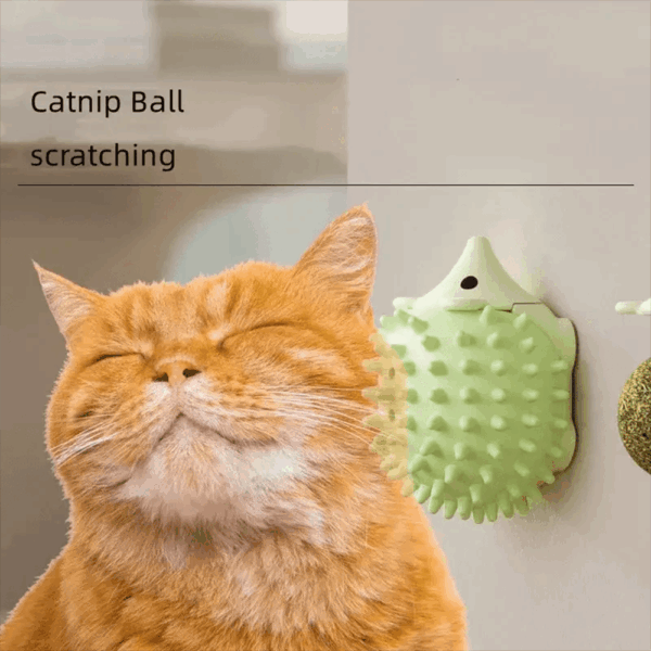 Catnip Para Mascota