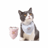 Paliacate Para Mascota