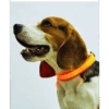 Collar De Luz LED De Batería Para mascota