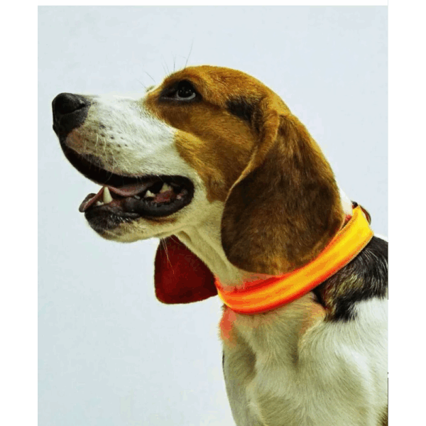 Collar De Luz LED De Batería Para mascota