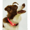 Collar De Luz LED De Batería Para mascota