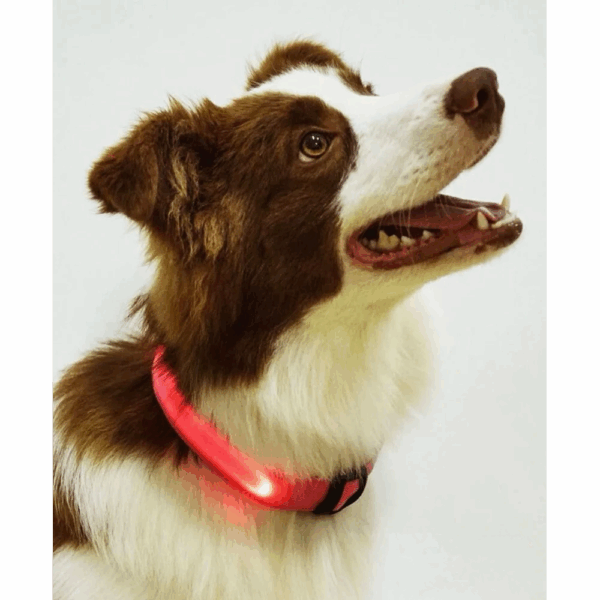 Collar De Luz LED De Batería Para mascota