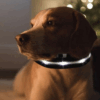 Collar De Luz LED De Batería Para mascota