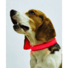 Collar De Luz LED De Batería Para mascota