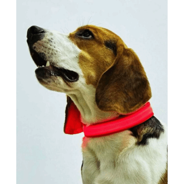 Collar De Luz LED De Batería Para mascota