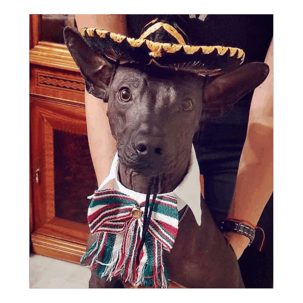 Sombrero Mexicano Para Mascota