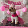 Vestido Para Mascota fiusha de tul