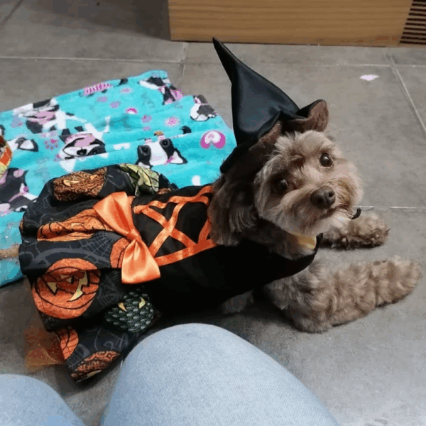 Vestido de Brujita Para Mascota