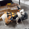 Vestido de Brujita Para Mascota
