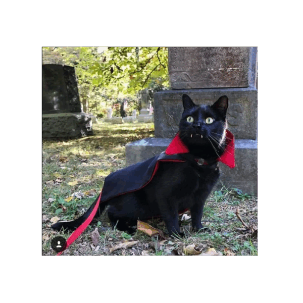 Capa de Drácula Para Mascota